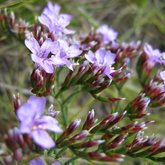 sea lavender